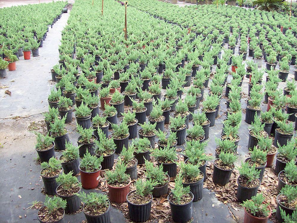 juniperus-chinensis-parsonii-chinese-juniper