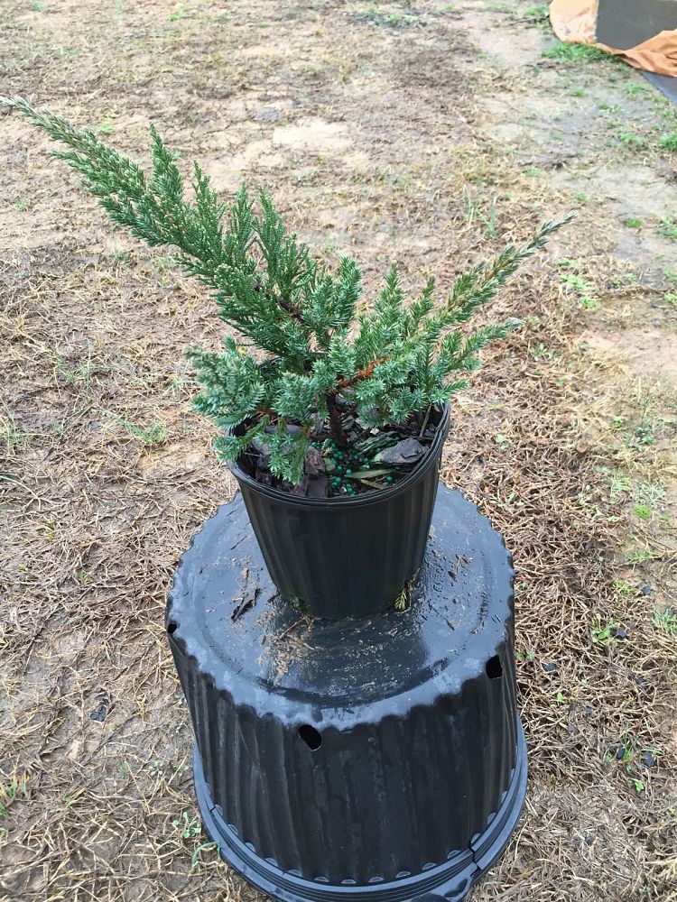 juniperus-chinensis-parsonii-chinese-juniper