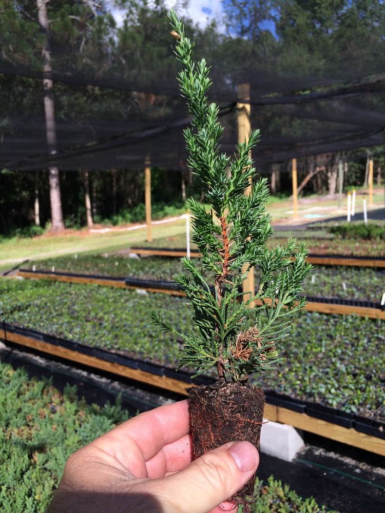 juniperus-chinensis-parsonii-chinese-juniper