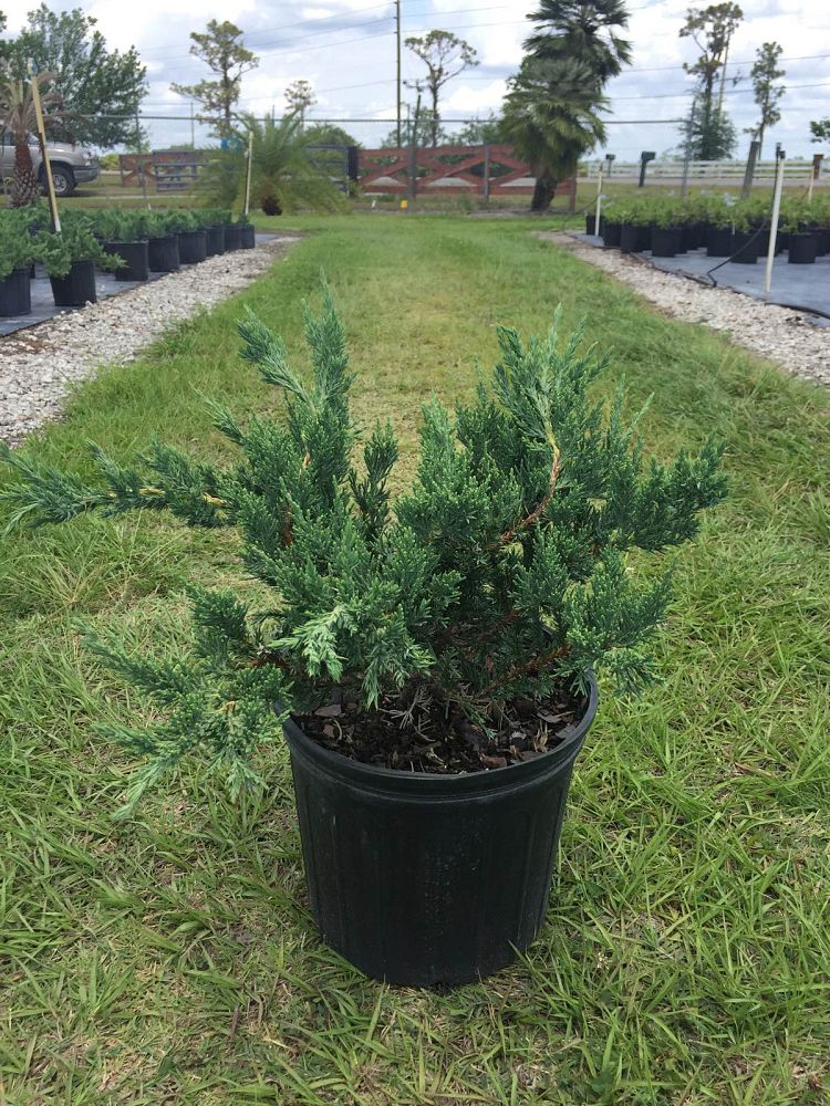 juniperus-chinensis-parsonii-chinese-juniper