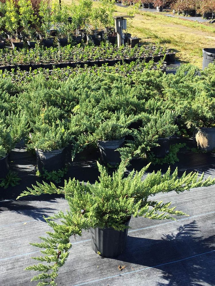 juniperus-chinensis-parsonii-chinese-juniper