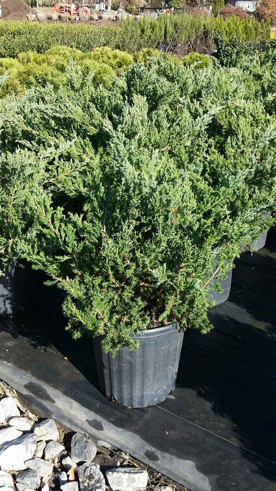 juniperus-chinensis-parsonii-chinese-juniper
