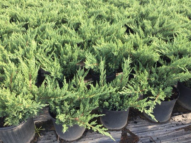 juniperus-chinensis-parsonii-chinese-juniper