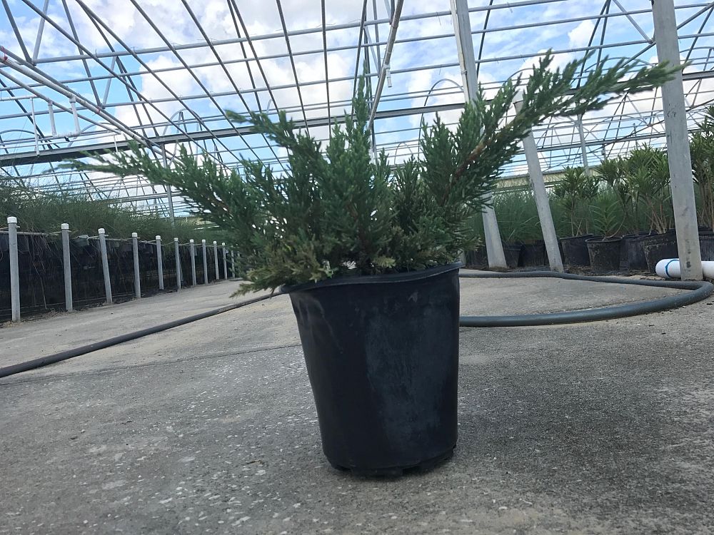 juniperus-chinensis-parsonii-chinese-juniper