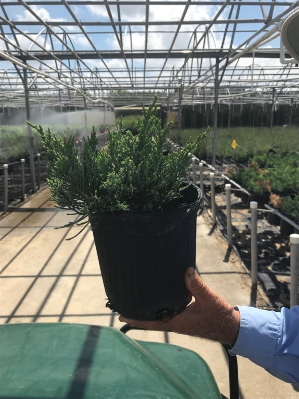 juniperus-chinensis-parsonii-chinese-juniper