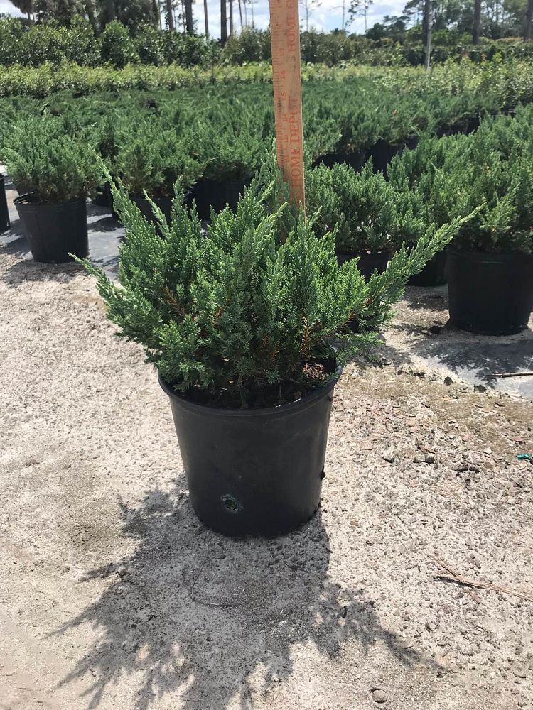 juniperus-chinensis-parsonii-chinese-juniper