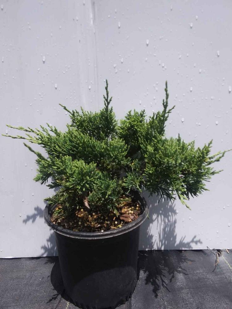 juniperus-chinensis-parsonii-chinese-juniper