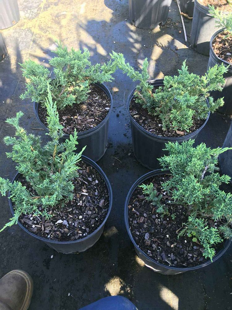 juniperus-chinensis-parsonii-chinese-juniper