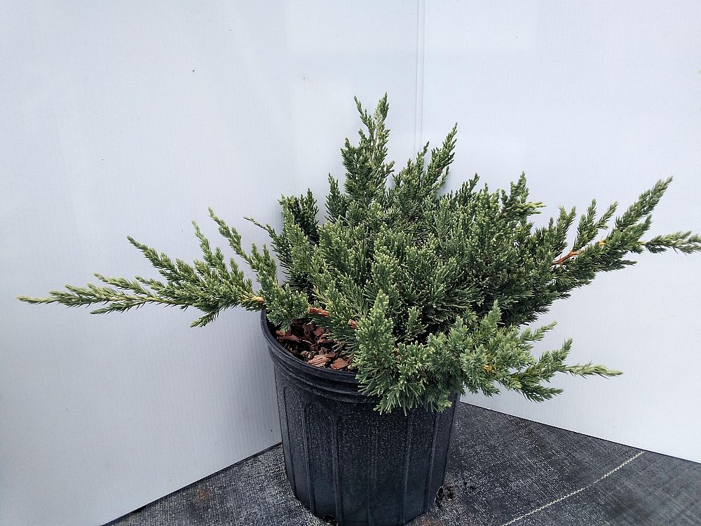 juniperus-chinensis-parsonii-chinese-juniper