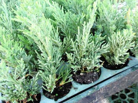 juniperus-chinensis-parsonii-chinese-juniper