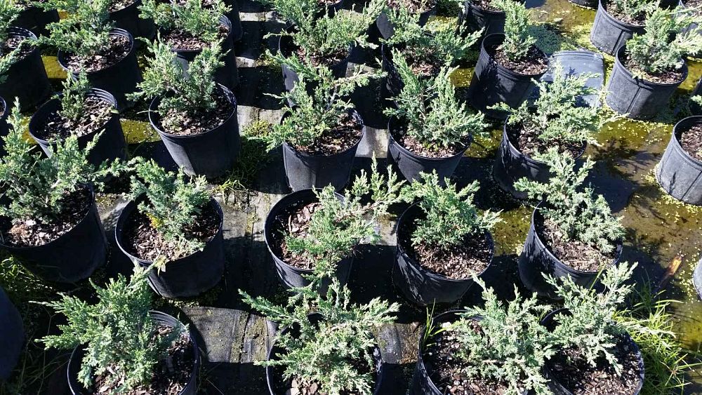 juniperus-chinensis-parsonii-chinese-juniper
