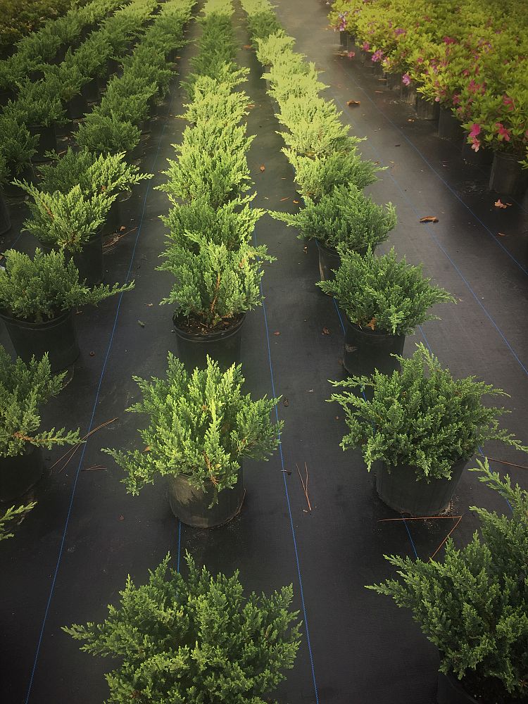 juniperus-chinensis-parsonii-chinese-juniper