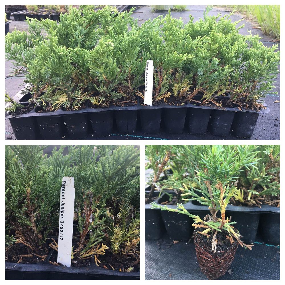 juniperus-chinensis-parsonii-chinese-juniper