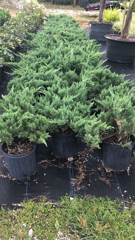 juniperus-chinensis-parsonii-chinese-juniper
