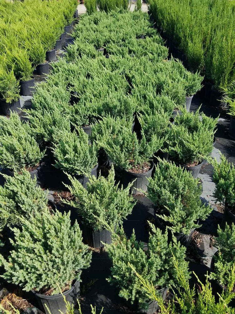 juniperus-chinensis-parsonii-chinese-juniper
