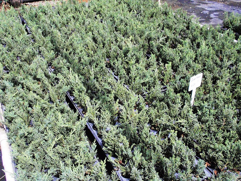 juniperus-chinensis-parsonii-chinese-juniper