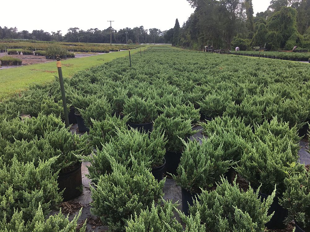 juniperus-chinensis-parsonii-chinese-juniper