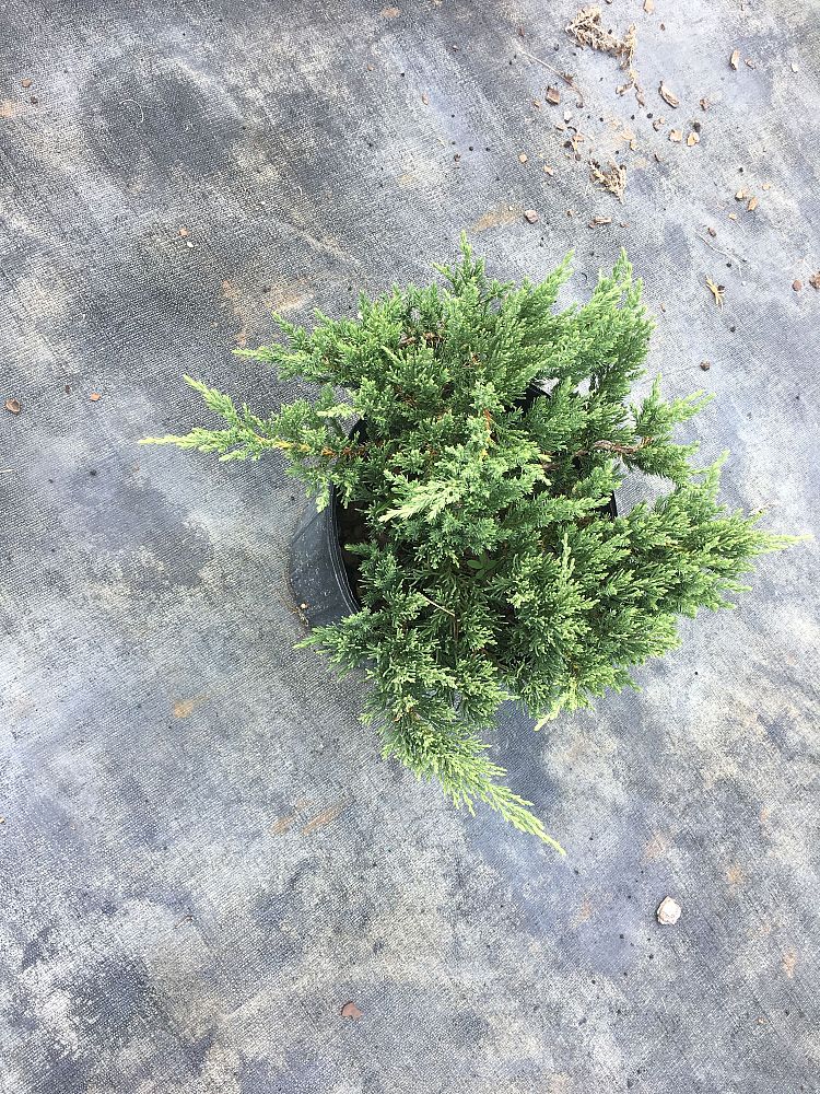 juniperus-chinensis-parsonii-chinese-juniper