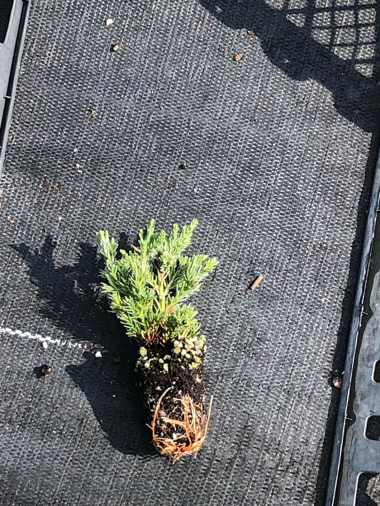juniperus-chinensis-parsonii-chinese-juniper
