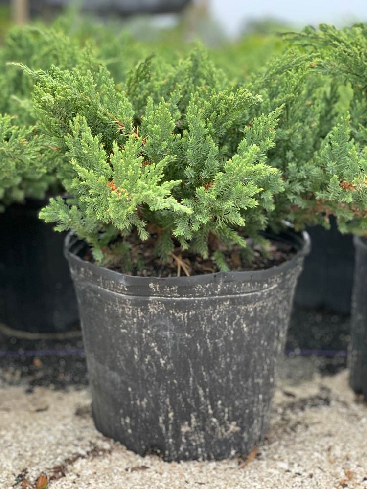 juniperus-chinensis-parsonii-chinese-juniper