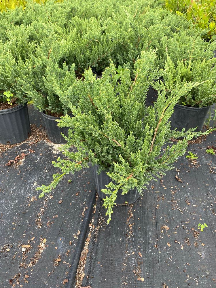 juniperus-chinensis-parsonii-chinese-juniper