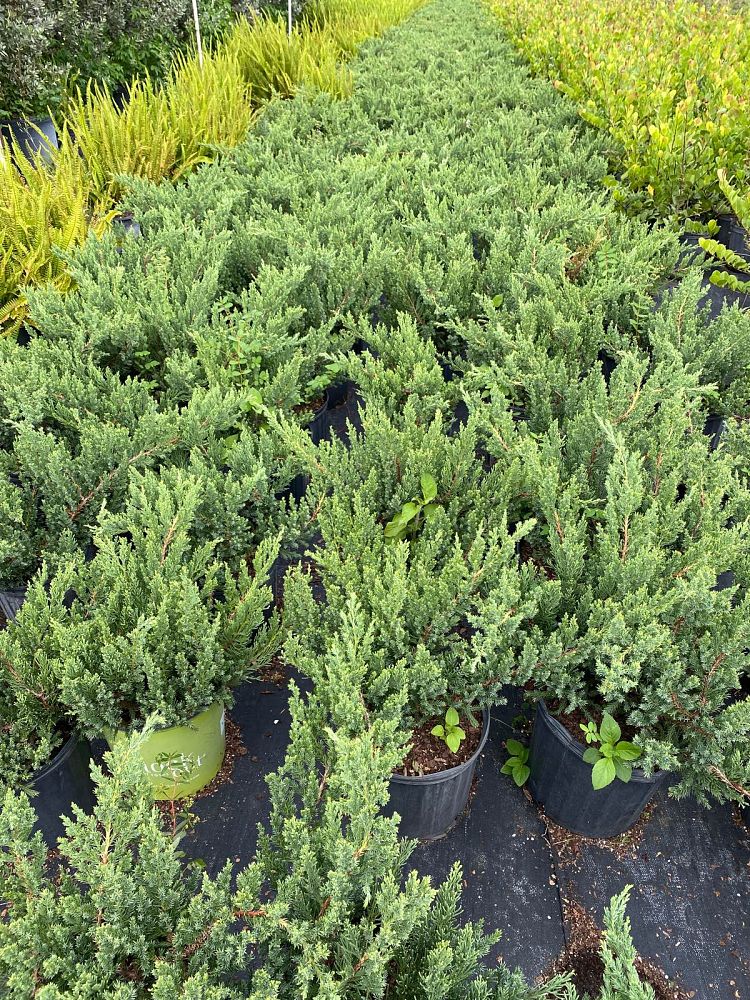 juniperus-chinensis-parsonii-chinese-juniper