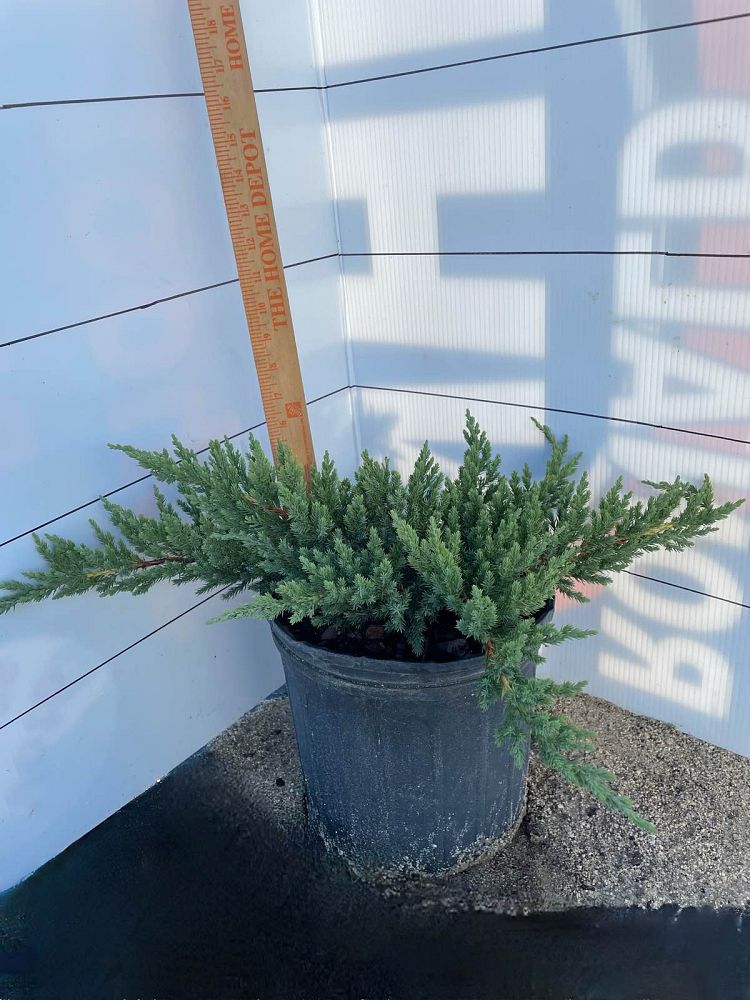 juniperus-chinensis-parsonii-chinese-juniper