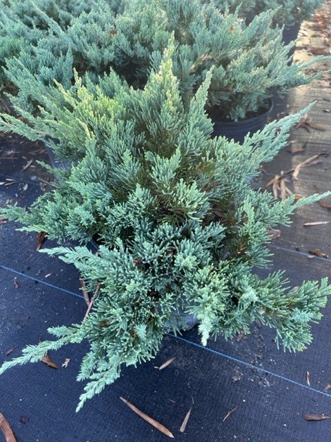 juniperus-chinensis-parsonii-chinese-juniper