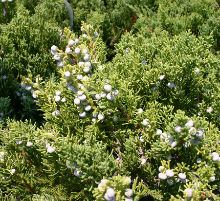 juniperus-chinensis-parsonii-chinese-juniper