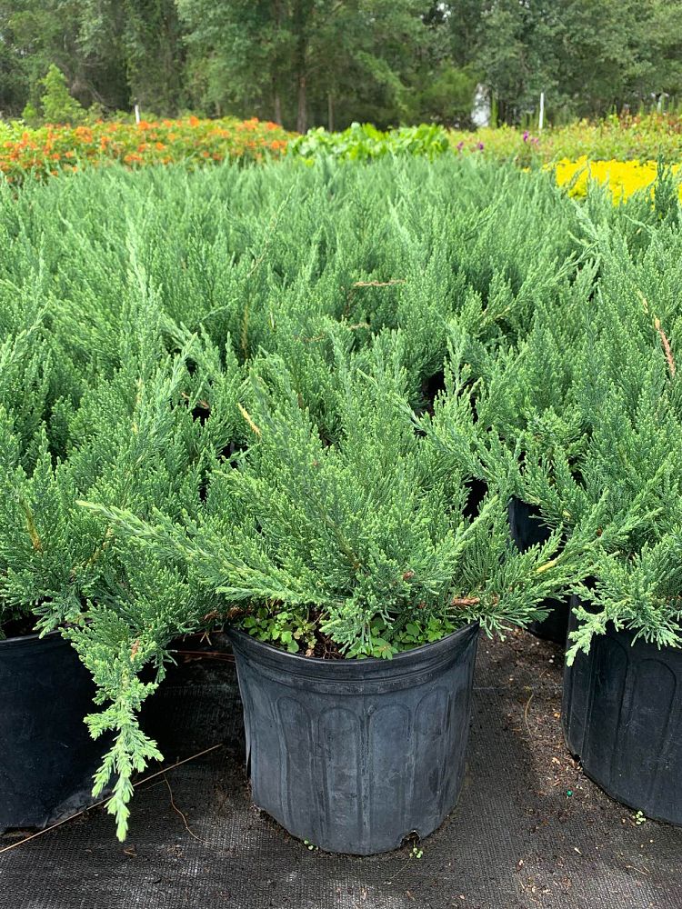 juniperus-chinensis-parsonii-chinese-juniper