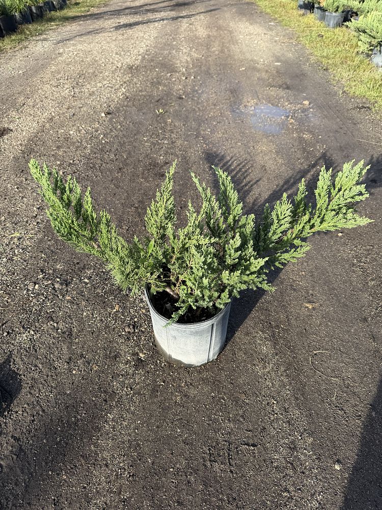 juniperus-chinensis-parsonii-chinese-juniper