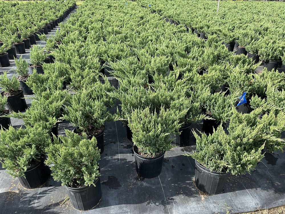 juniperus-chinensis-parsonii-chinese-juniper