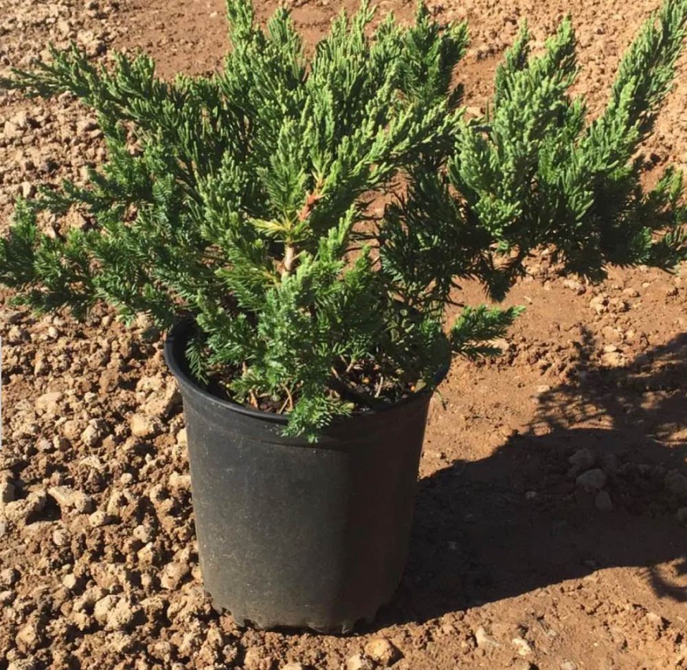 juniperus-chinensis-parsonii-chinese-juniper