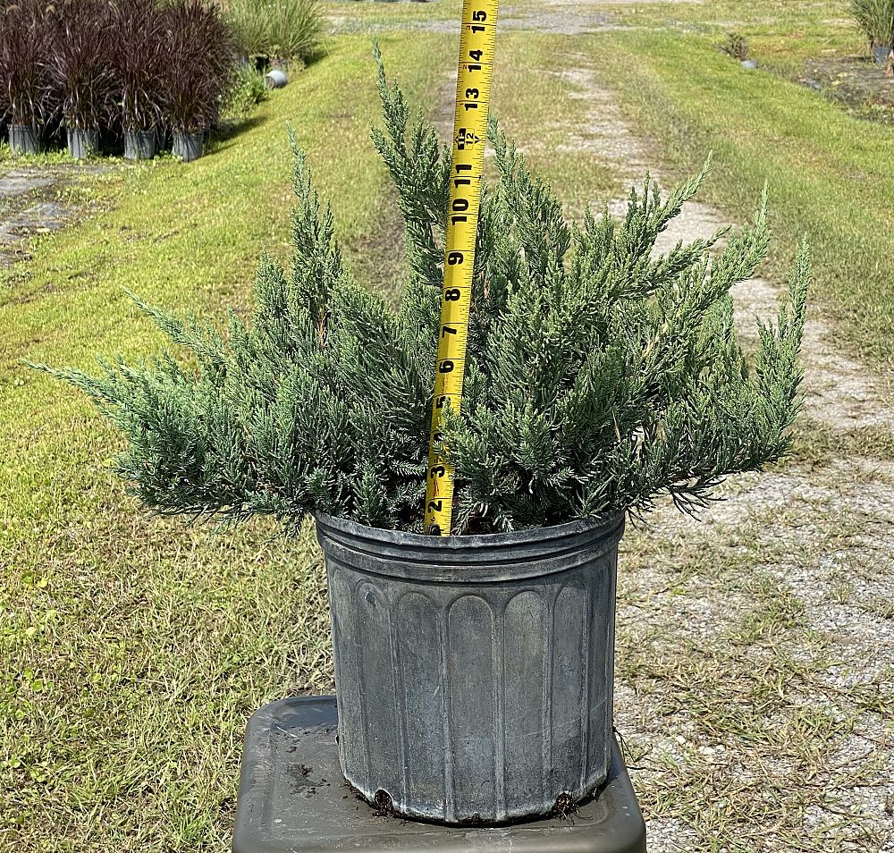 juniperus-chinensis-parsonii-chinese-juniper