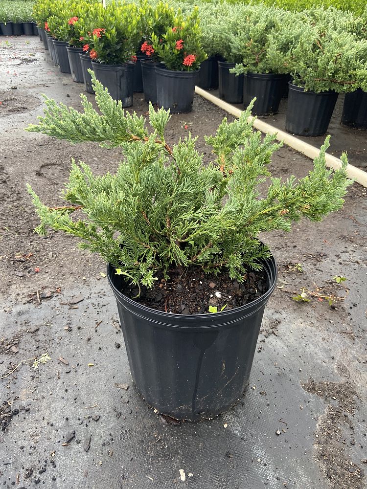 juniperus-chinensis-parsonii-chinese-juniper