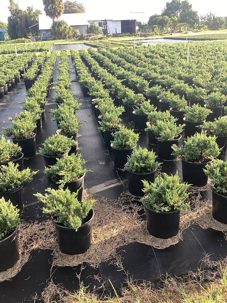juniperus-chinensis-parsonii-chinese-juniper