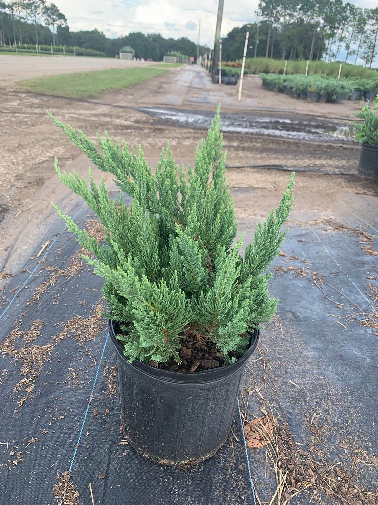juniperus-chinensis-parsonii-chinese-juniper