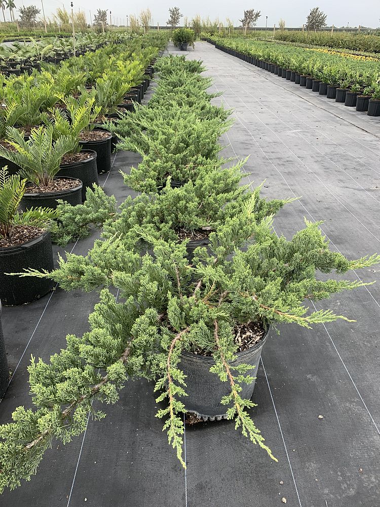 juniperus-chinensis-parsonii-chinese-juniper
