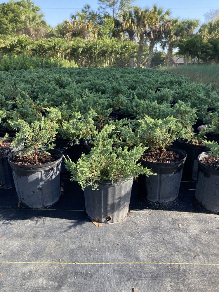 juniperus-chinensis-parsonii-chinese-juniper