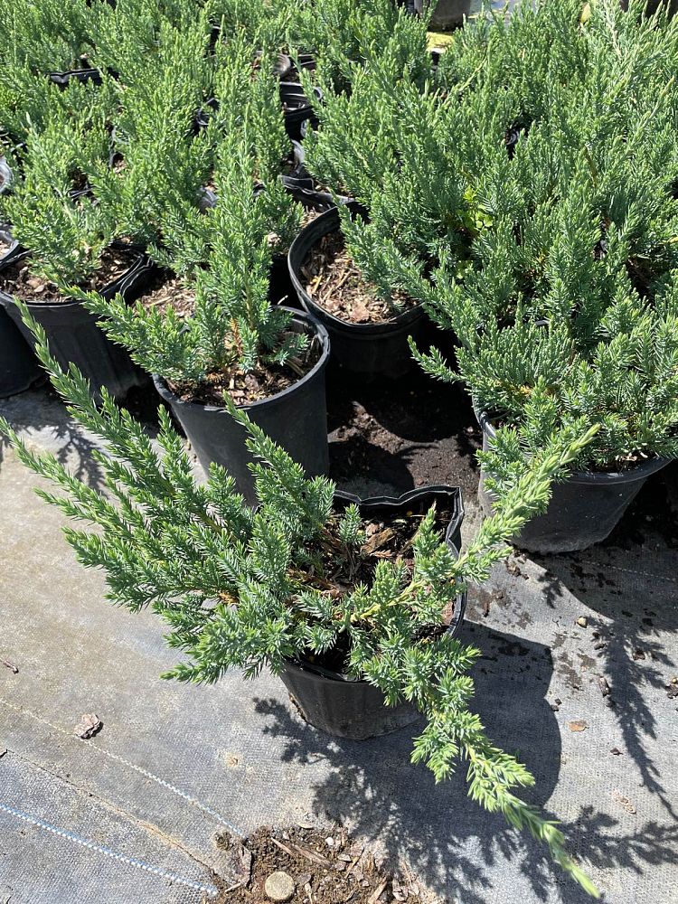 juniperus-chinensis-parsonii-chinese-juniper