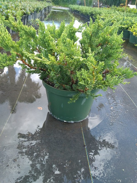 juniperus-chinensis-parsonii-chinese-juniper