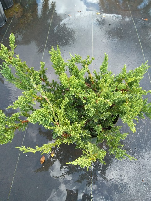 juniperus-chinensis-parsonii-chinese-juniper