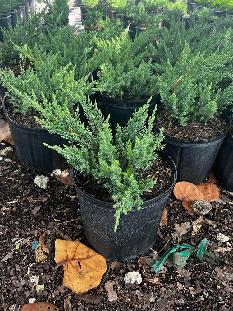 juniperus-chinensis-parsonii-chinese-juniper