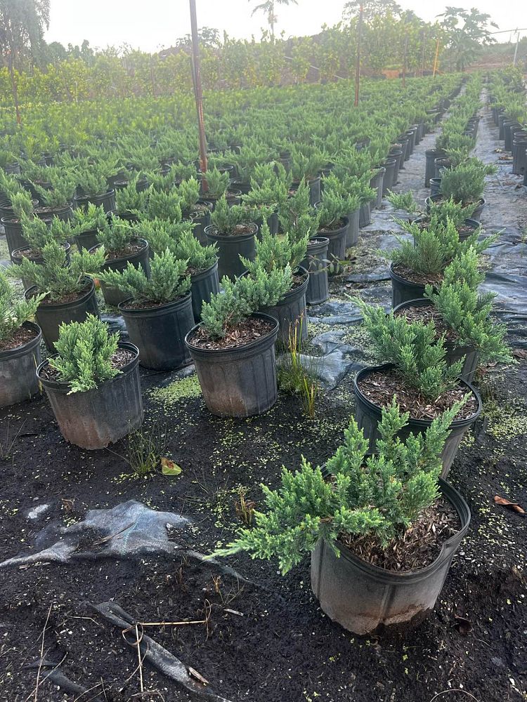 juniperus-chinensis-parsonii-chinese-juniper