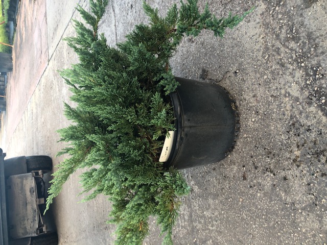 juniperus-chinensis-parsonii-chinese-juniper