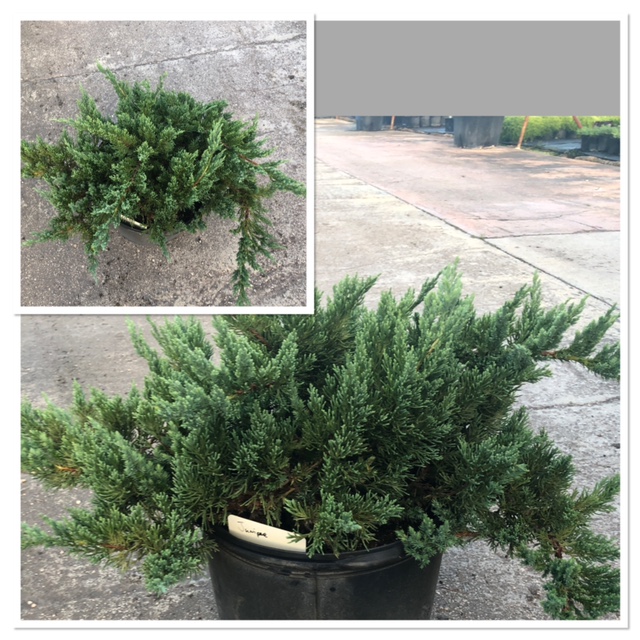 juniperus-chinensis-parsonii-chinese-juniper