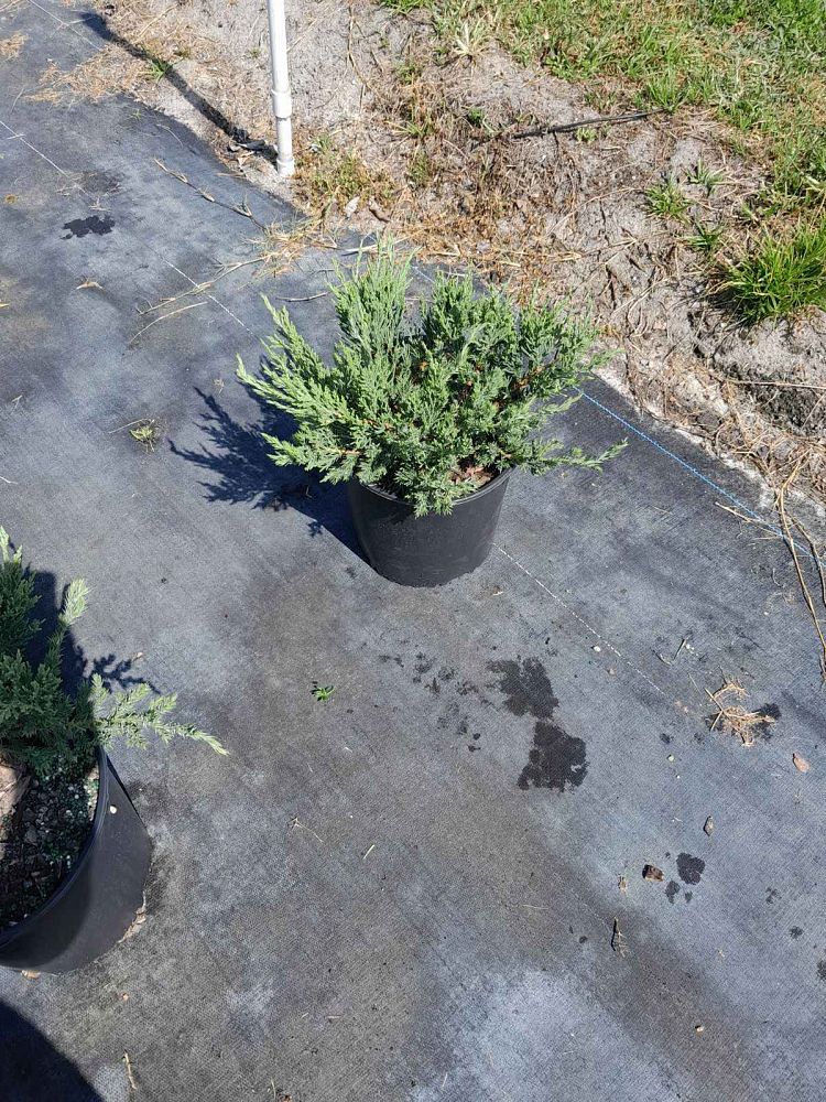 juniperus-chinensis-parsonii-chinese-juniper