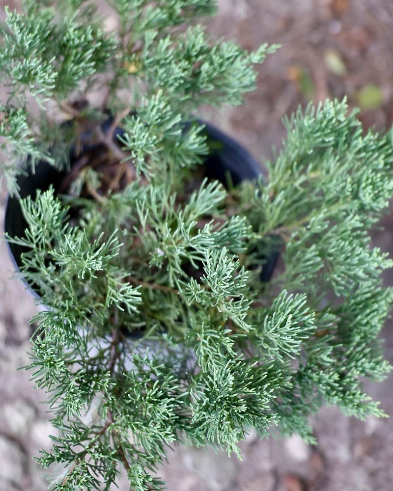juniperus-chinensis-parsonii-chinese-juniper