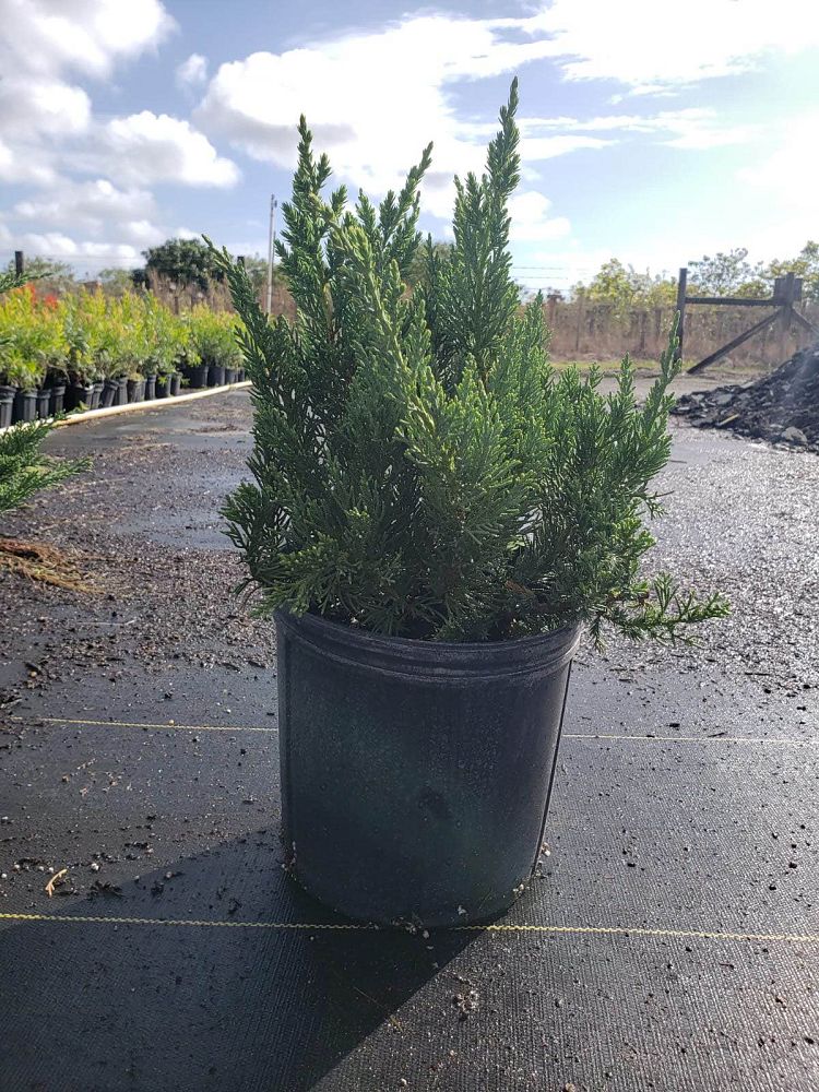 juniperus-chinensis-parsonii-chinese-juniper