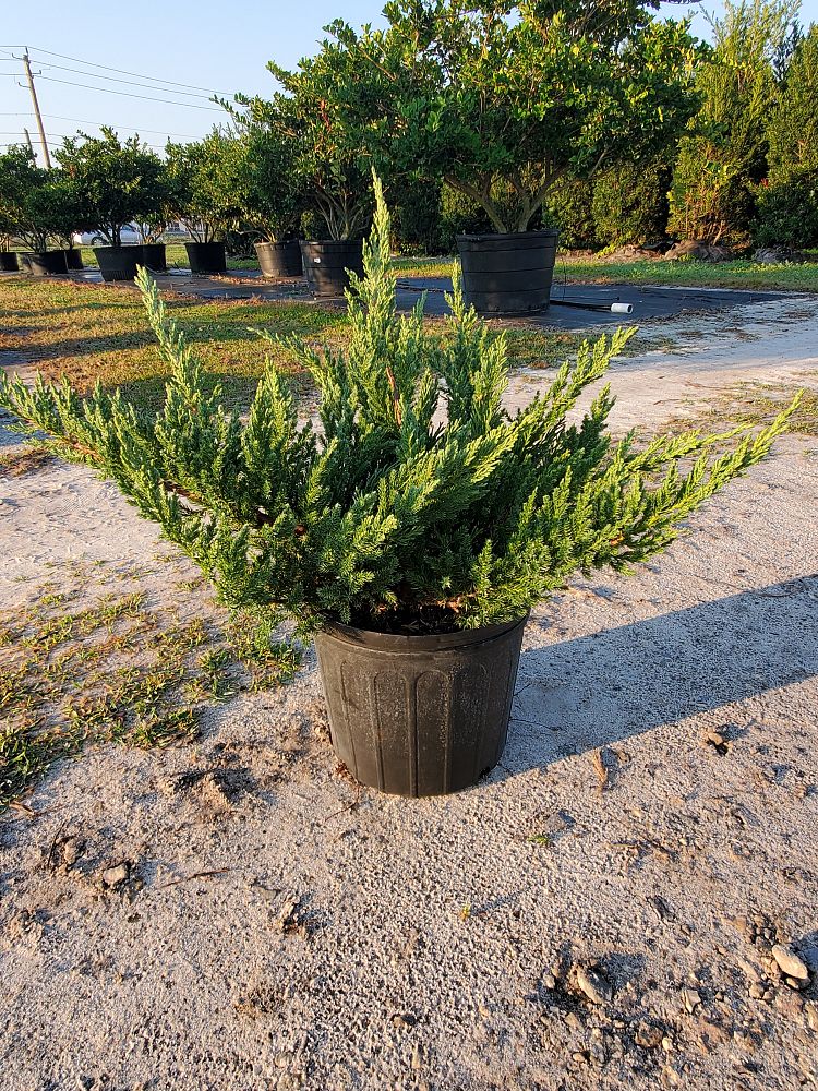 juniperus-chinensis-parsonii-chinese-juniper